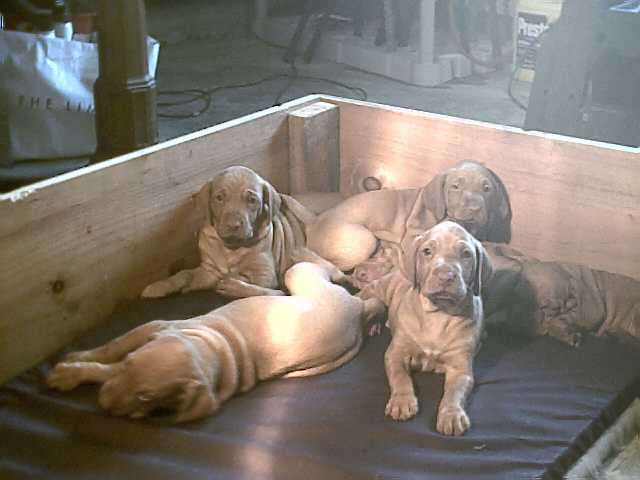 Pups28.jpg