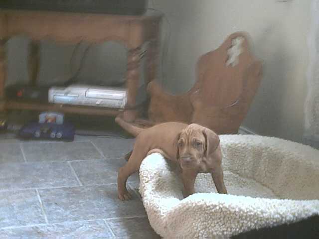 pup103.jpg