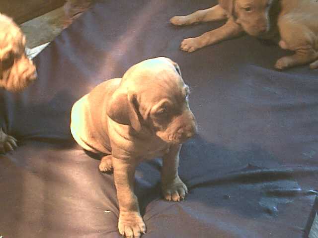 pup52sat.jpg