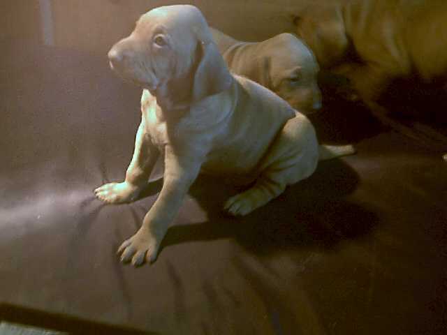 puppysit.jpg